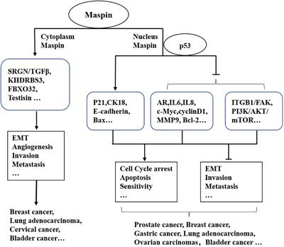 Integrating the tumor-suppressive activity of Maspin with p53 in retuning the epithelial homeostasis: A working hypothesis and applicable prospects